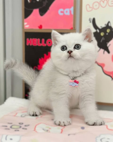 British Shorthair