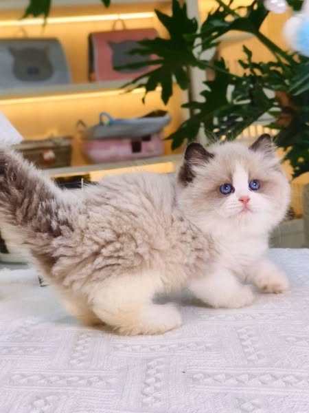 Ragdoll
