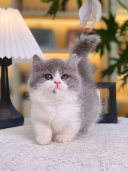 Munchkin