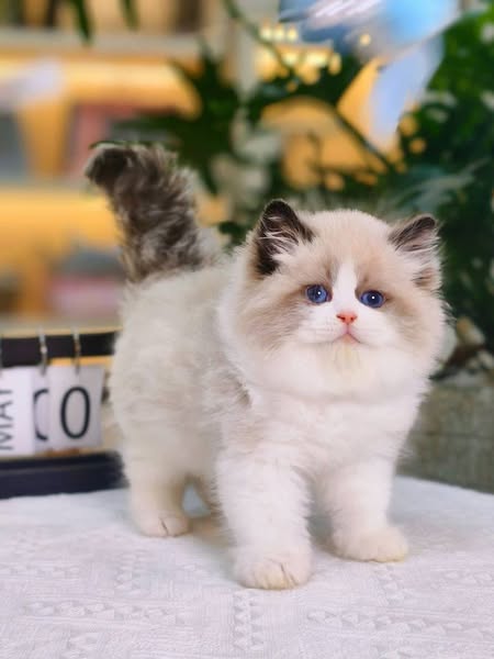 Ragdoll