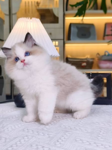 Ragdoll