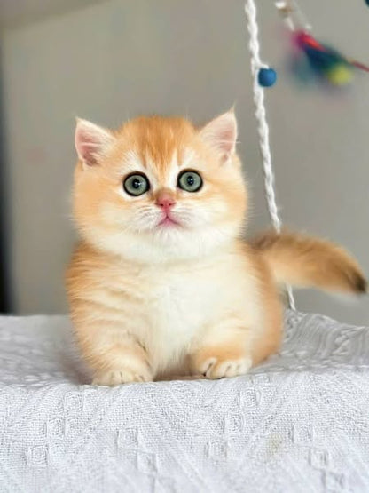 Munchkin