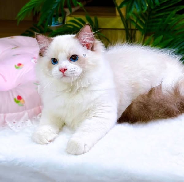 Ragdoll