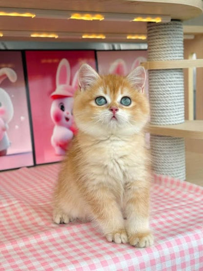 British Shorthair