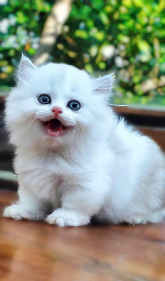 Munchkin Longhair