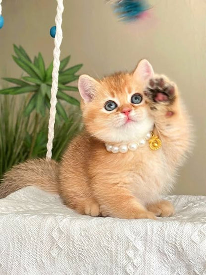 Munchkin