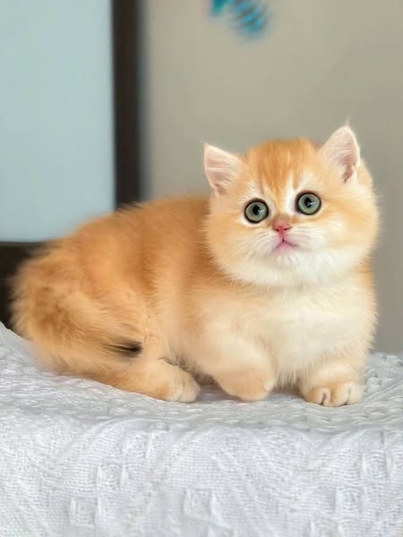Munchkin