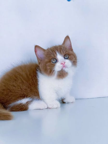 Munchkin