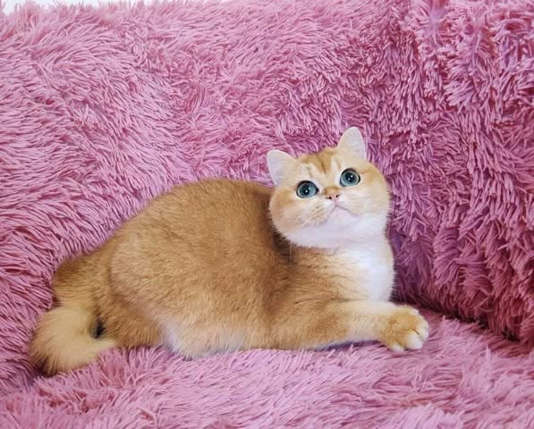 British Shorthair