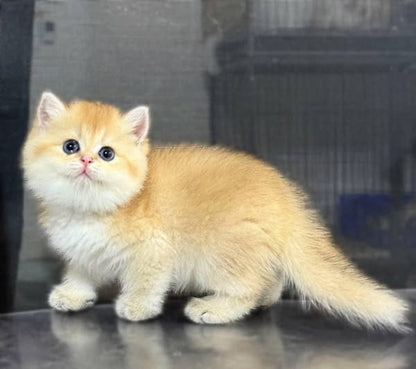 British Shorthair
