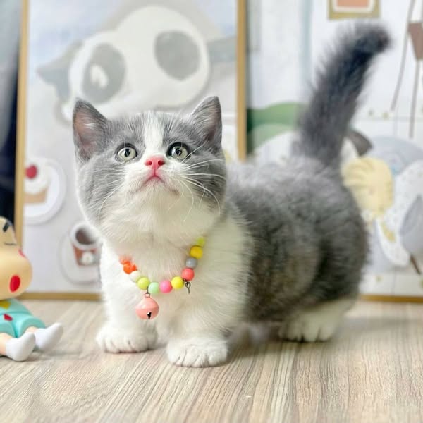 Munchkin