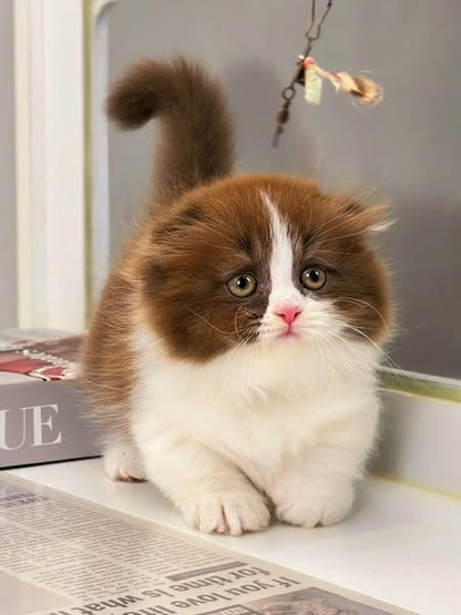 Munchkin Fold Longhair