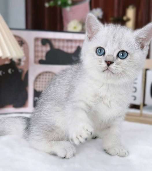 British Shorthair