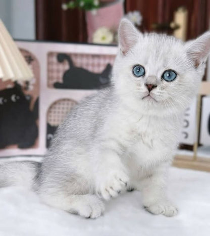 British Shorthair
