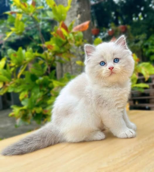 Ragdoll