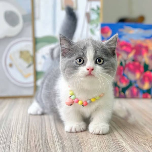 Munchkin