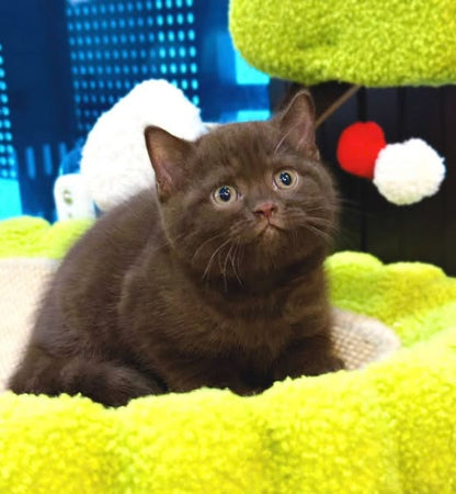 British Shorthair