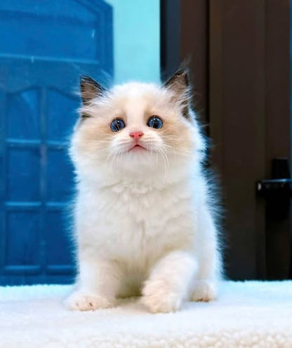 Ragdoll