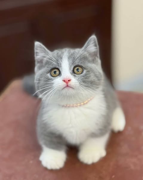 Munchkin