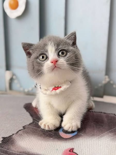 Munchkin