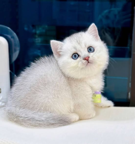 Munchkin