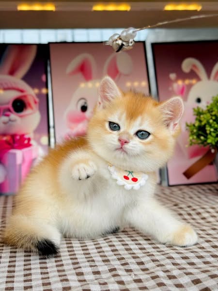 British Shorthair