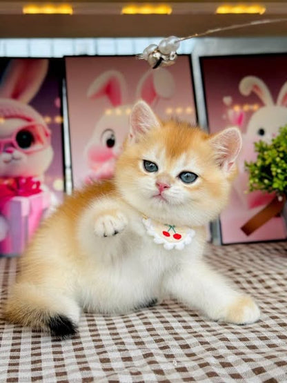 British Shorthair