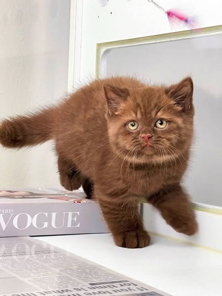 British Shorthair