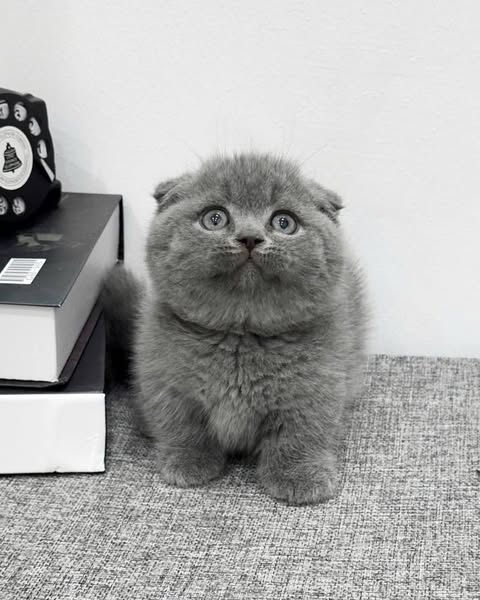 Munchkin Fold