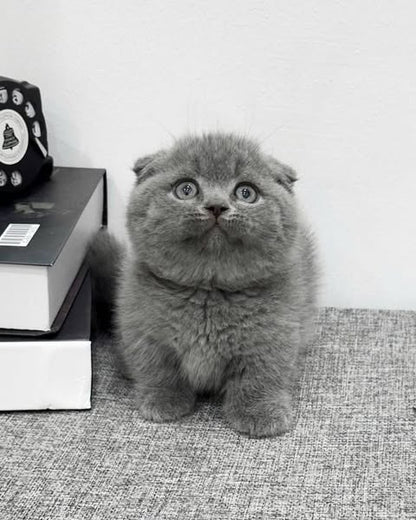 Munchkin Fold