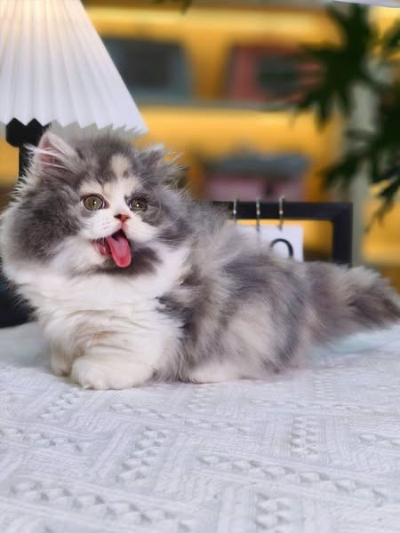 Munchkin Longhair
