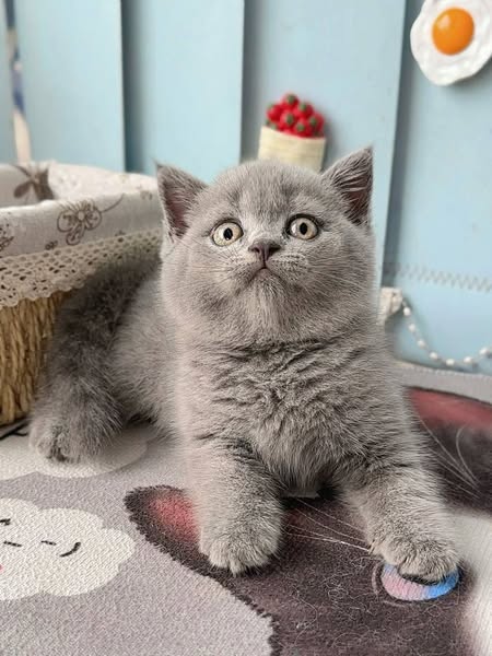 British Shorthair
