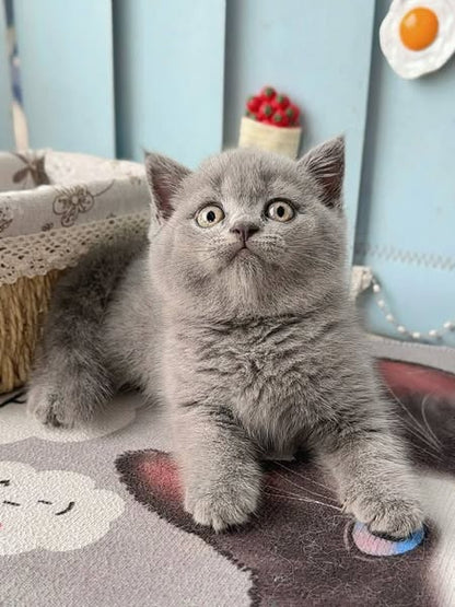 British Shorthair
