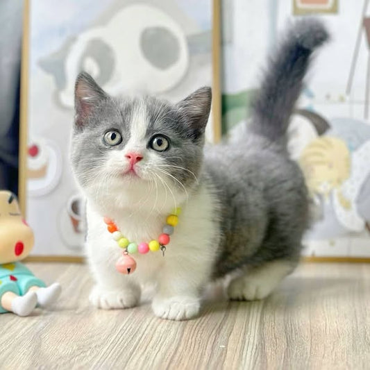 Munchkin