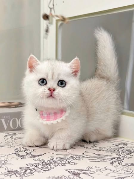 Munchkin