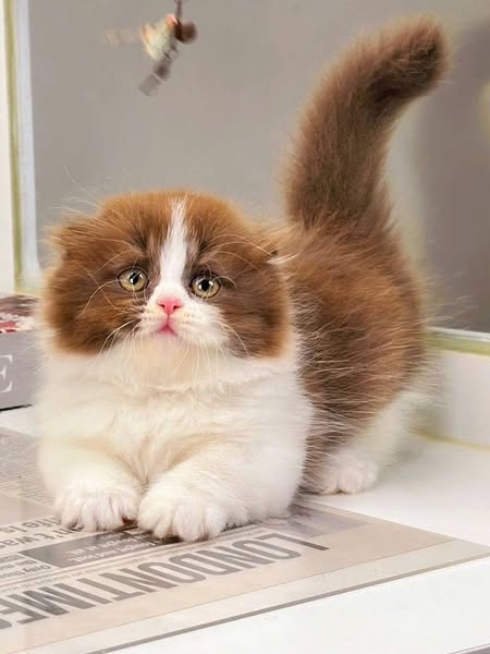 Munchkin Fold Longhair