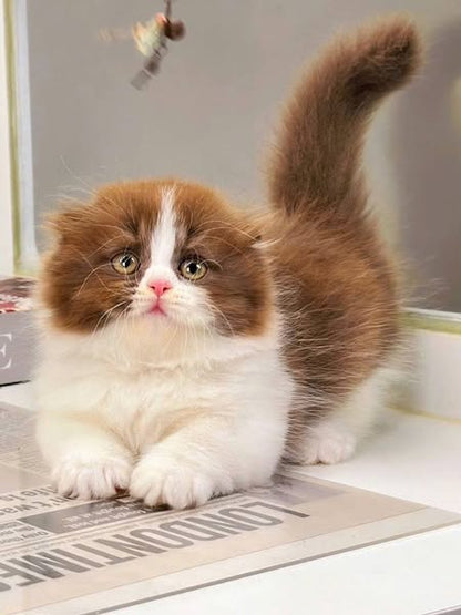 Munchkin Fold Longhair