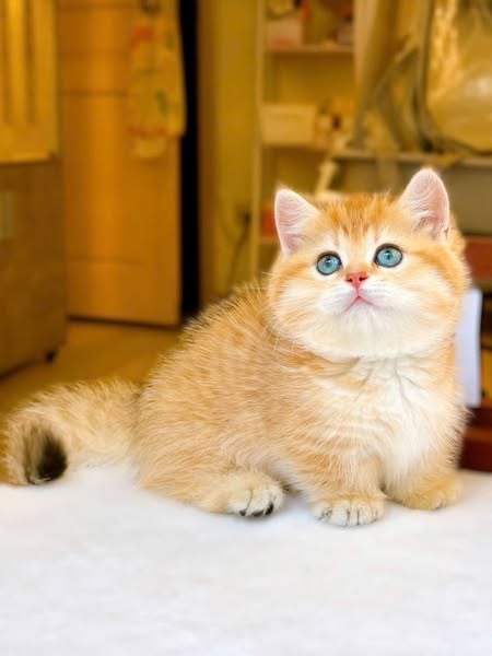 Munchkin