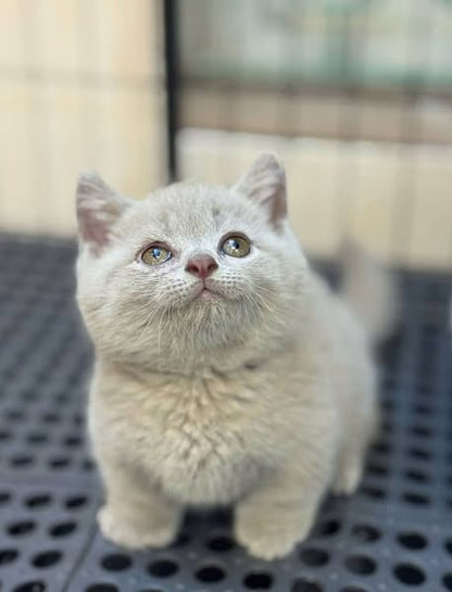 Munchkin