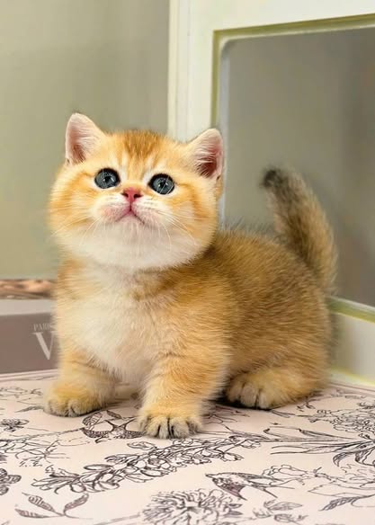 Munchkin