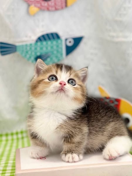 Munchkin