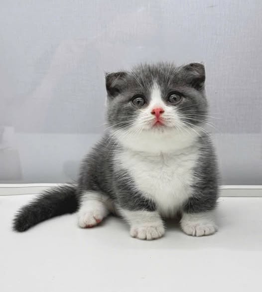 Munchkin Fold