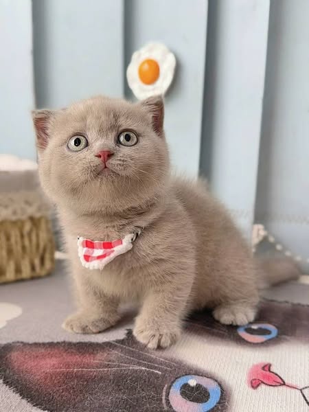 Munchkin Fold