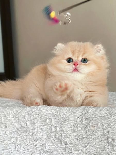 Munchkin Longhair