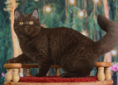 British Shorthair