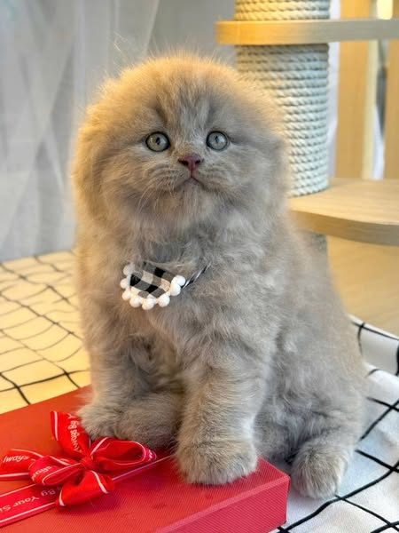 Scottish Fold Longhair