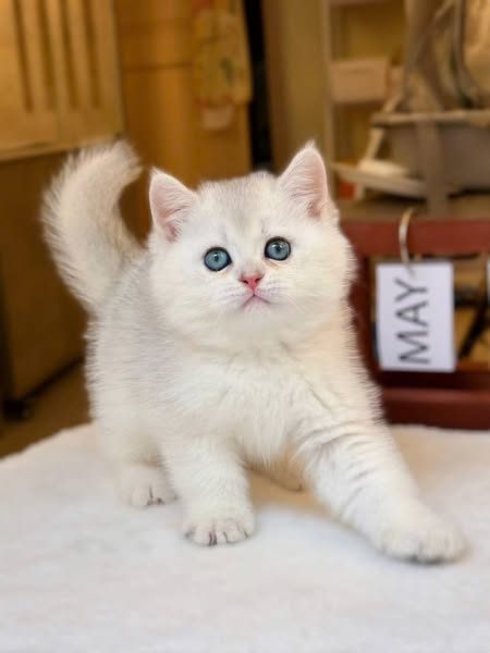 British Shorthair