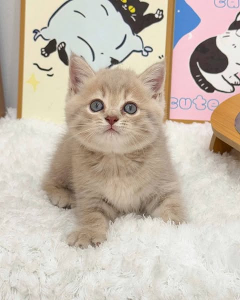 British Shorthair