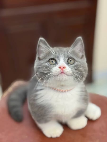 Munchkin