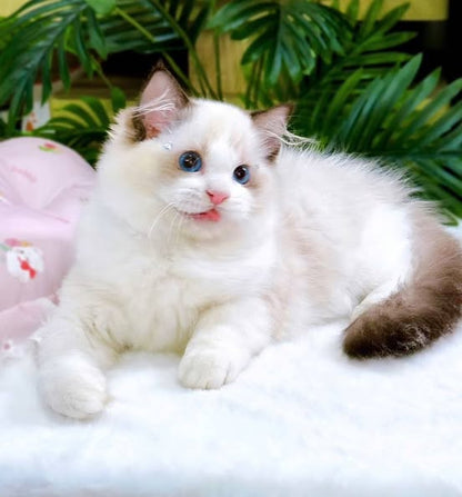 Ragdoll